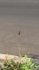 Danaus plexippus