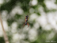 Micrathena swainsoni