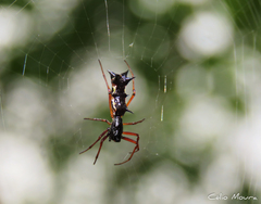 Micrathena swainsoni
