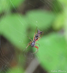 Micrathena swainsoni