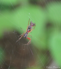 Micrathena swainsoni