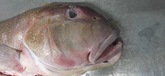 Lopholatilus chamaeleonticeps