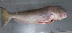 Lopholatilus chamaeleonticeps