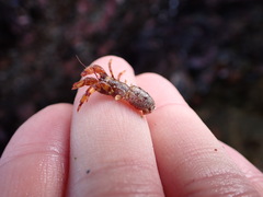 Discorsopagurus schmitti