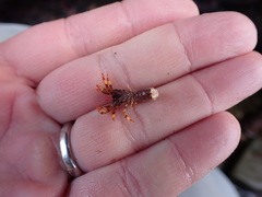 Discorsopagurus schmitti