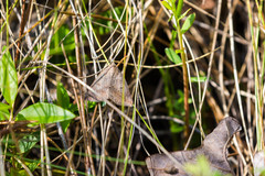 Argyrostrotis flavistriaria