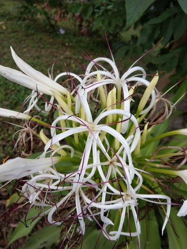 Lirio Listado (Crinum asiaticum) · Naturalista Costa Rica