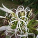 Crinum asiaticum sinicum - Photo (c) kelen, algunos derechos reservados (CC BY-NC), subido por kelen