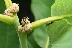 Dolichoderus sibiricus