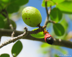 Commiphora leptophloeos