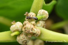 Dolichoderus sibiricus
