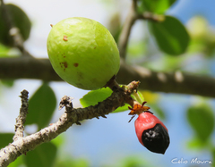 Commiphora leptophloeos