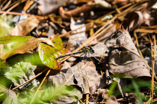 Hodges's Clubtail photo 5
