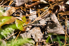 Phanogomphus hodgesi