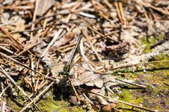 Phanogomphus hodgesi