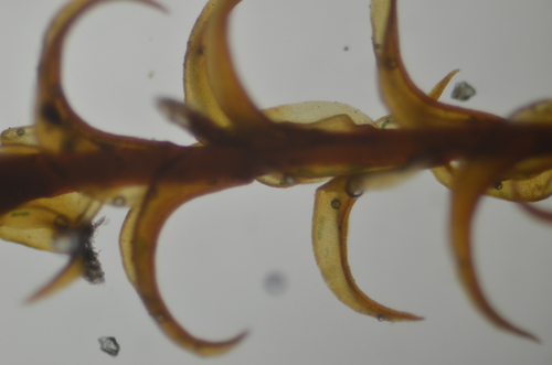 Image of Geheebia ferruginea by no rights reserved