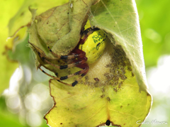 Araneus guttatus