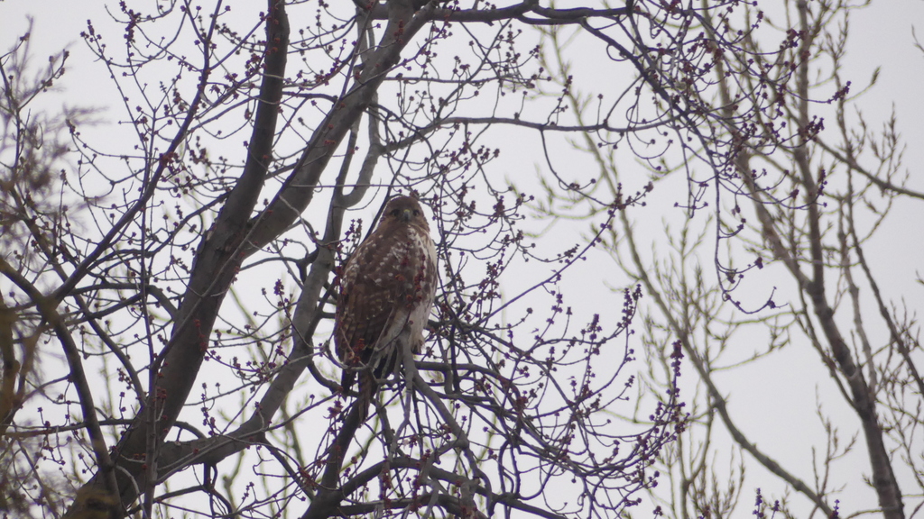 Red Tailed Hawk From Bayview Woods Steeles Toronto ON Canada On   Large 