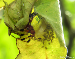 Araneus guttatus