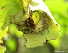 Araneus guttatus