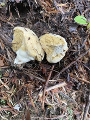 Boletus semigastroideus