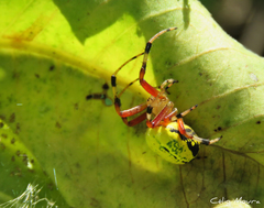 Araneus guttatus