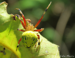 Araneus guttatus