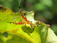 Araneus guttatus