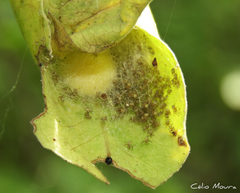 Araneus guttatus