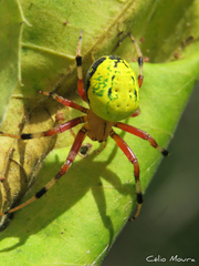 Araneus guttatus
