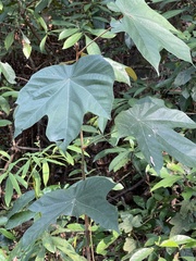 Pterospermum heterophyllum