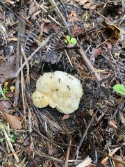Boletus semigastroideus