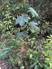 Pterospermum heterophyllum