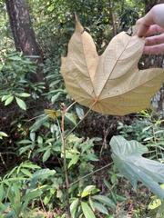 Pterospermum heterophyllum