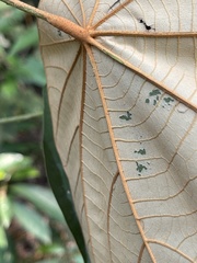 Pterospermum heterophyllum