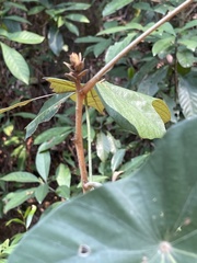 Pterospermum heterophyllum