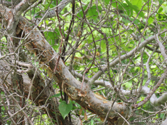 Commiphora leptophloeos