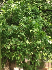 Ehretia corylifolia