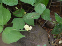 Vigna radiata sublobata