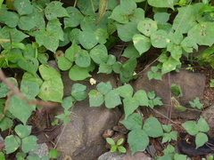 Vigna radiata sublobata