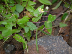 Vigna radiata sublobata