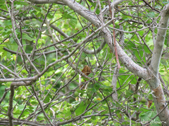 Commiphora leptophloeos