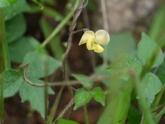 Vigna radiata sublobata