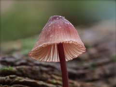 Mycena mariae