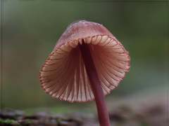 Mycena mariae