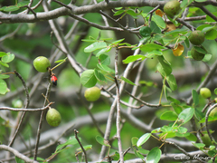 Commiphora leptophloeos