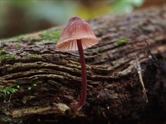 Mycena mariae