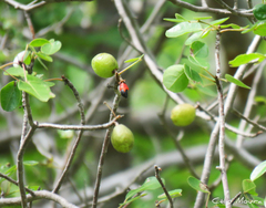 Commiphora leptophloeos