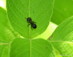 Cephalotes pusillus