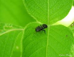 Cephalotes pusillus